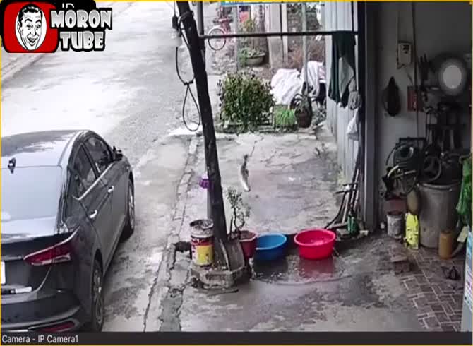 Video :The amazing escape of a fish that is about to be gutted